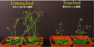 plant-01a
