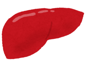 肝臓